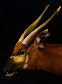 Портрет антилопы Бонго