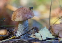 Осенний гриб