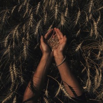 Перед сбором урожая