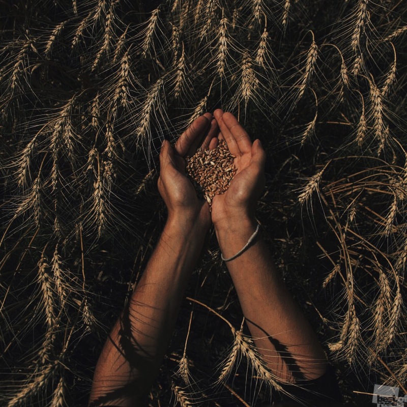 Перед сбором урожая