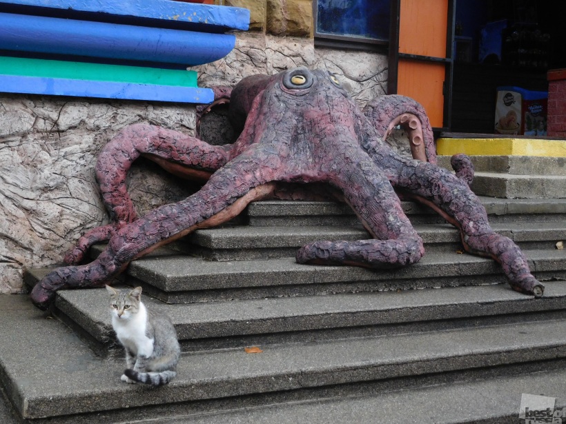 Кот, ожидающий еды около океанариума