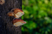 Древесные грибы