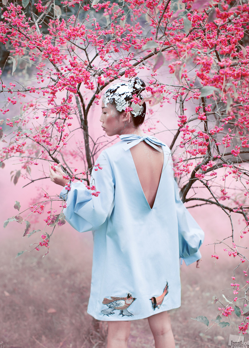 journey to the land of pink forests