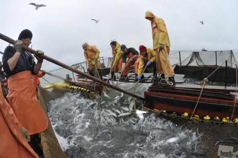 Рыбаки промышляют лосося на ставном неводе в Тихом океане