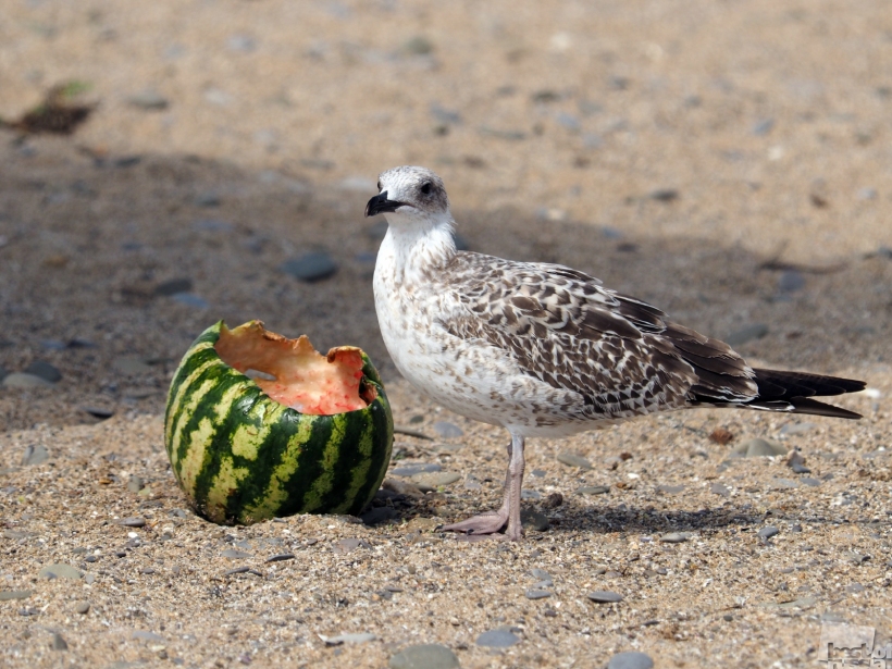 Seagull and watermelon