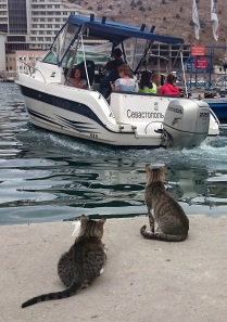 To see a sea everyone is glad, even a cat