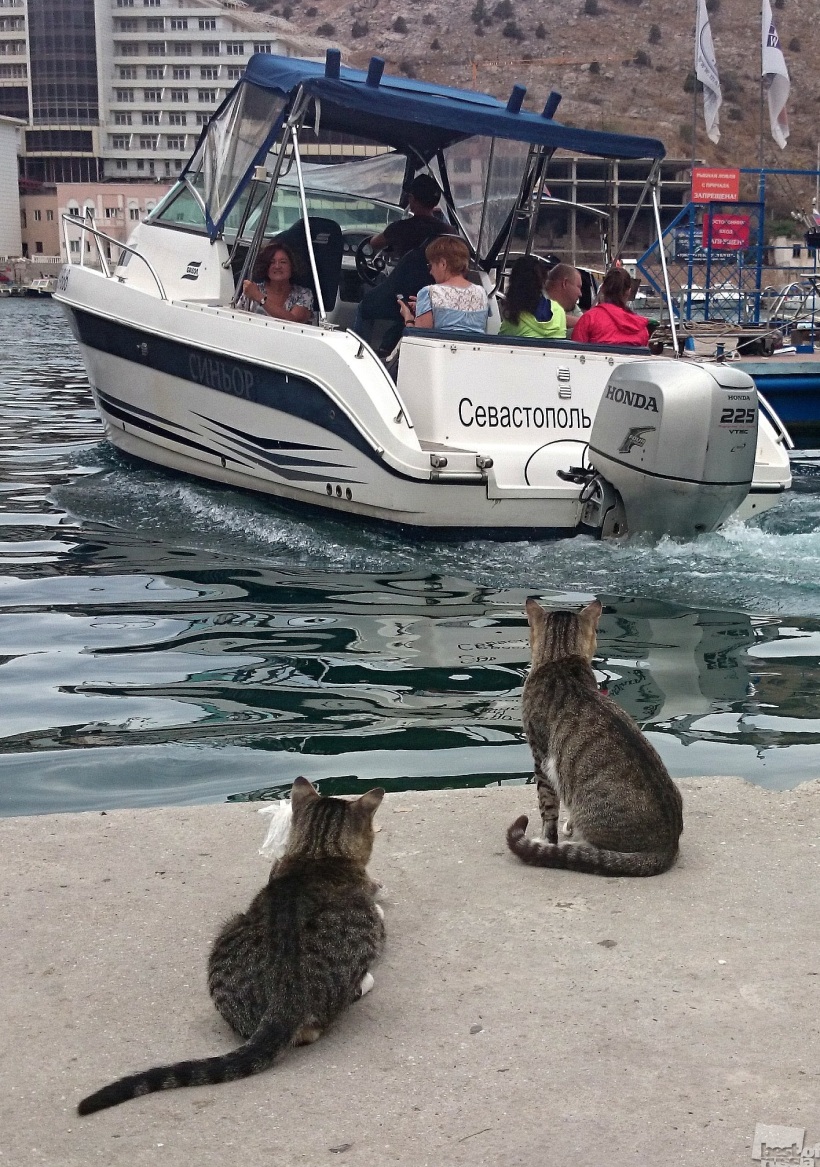 Черное море и кошке приятно