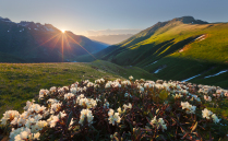 Цветущие рододендроны в горах Кавказа