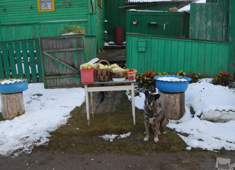 Собака бывает кусачей?