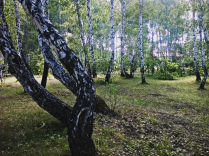 Русский лес