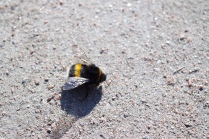 Пчелка на дороге