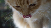 Радостная кошка кушает шашлык