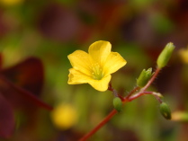 Маленький жёлтый цветок