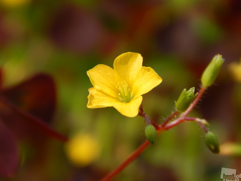 Маленький жёлтый цветок