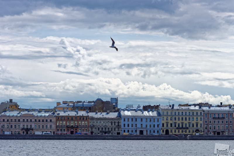 Gull over Neva river