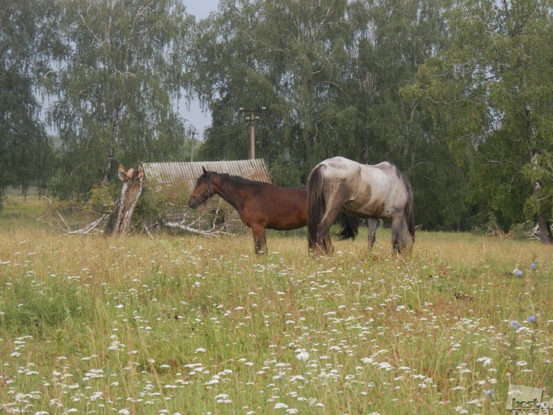 лошади на поляне