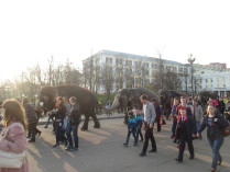 Слоны в центре, города Орёл.