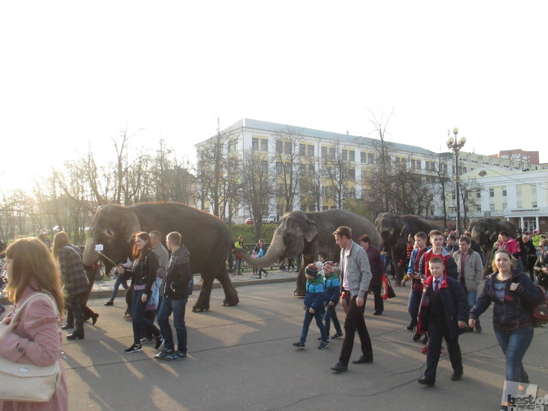 Слоны в центре, города Орёл.