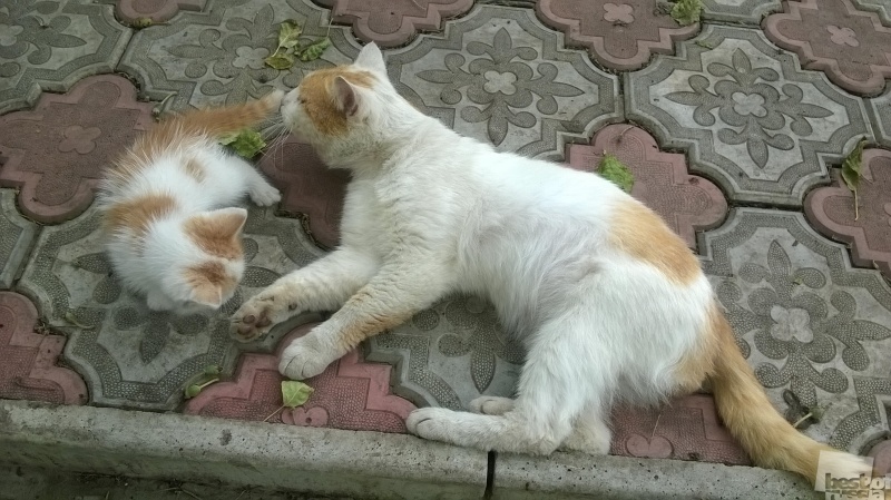 кот с котенком