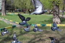 Московские голуби