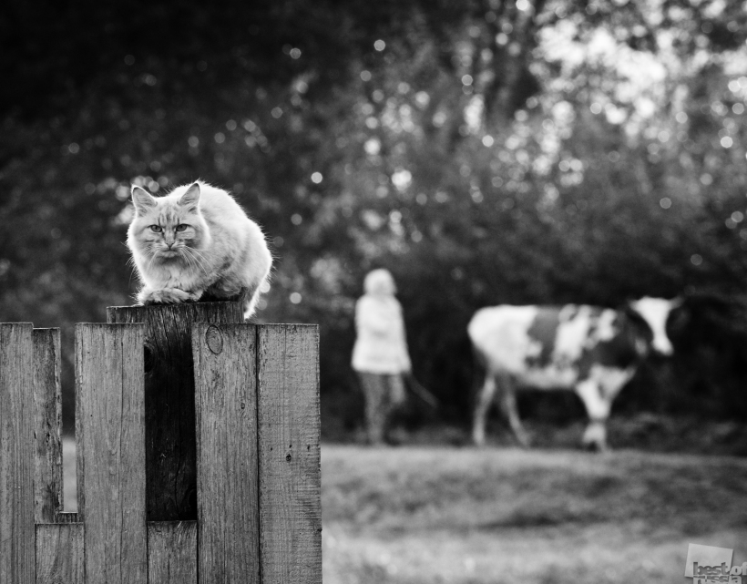 Эй , фотограф, обожди