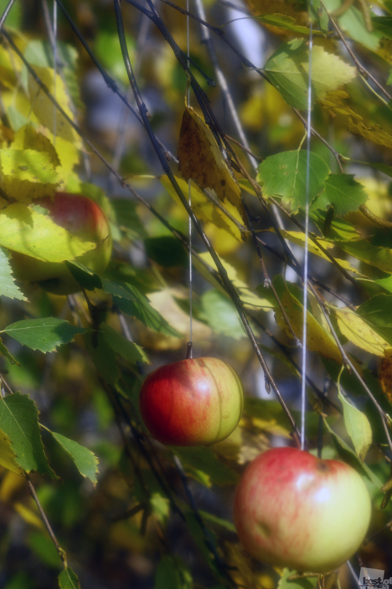 Осень. Яблоки на березе.