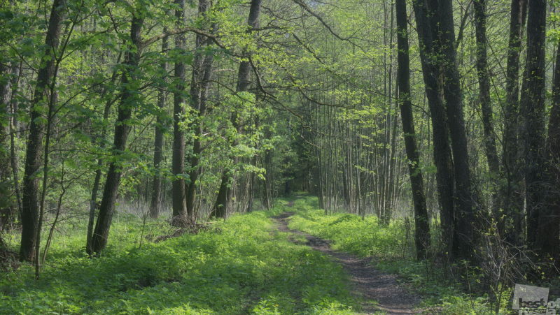 Тропинка в Ивановском лесу