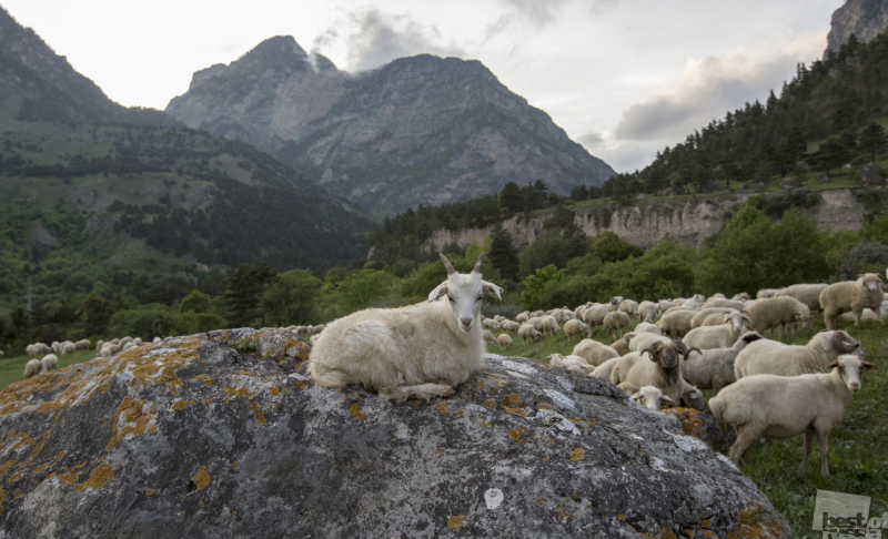 Отара овец в горах кавказа