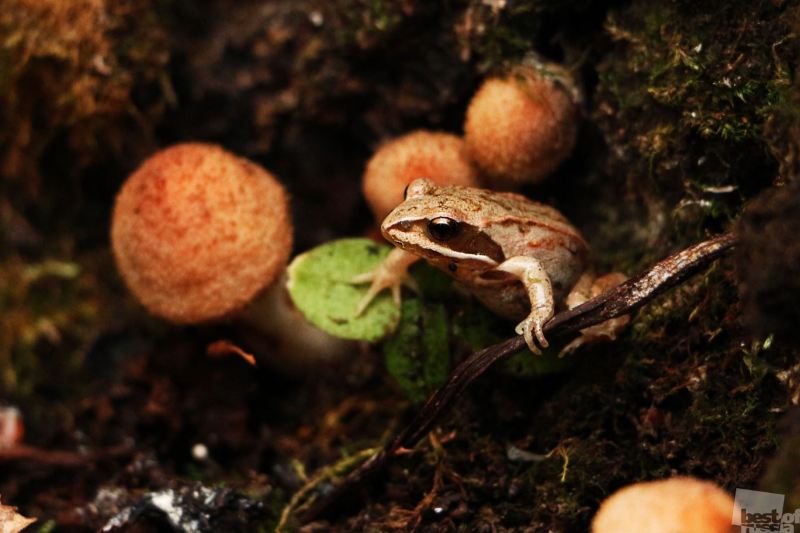 Лягушка с грибами