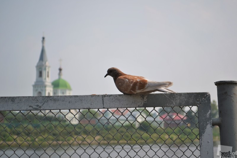 Птица мира