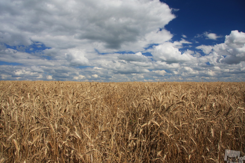 Пшеница и облака