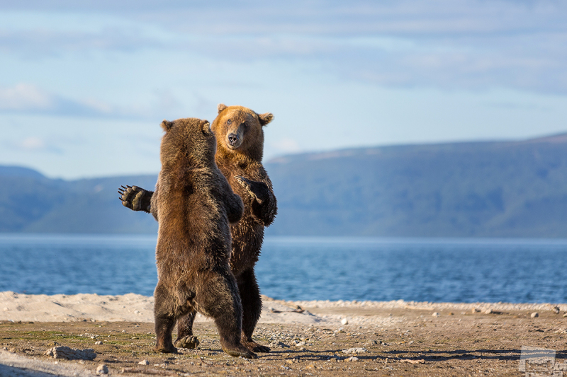 Медвежьи танцы