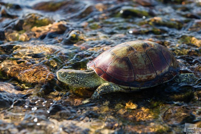 Иберийская болотная черепаха