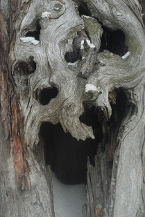 Деревянное лицо
