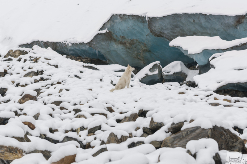 A 'Fog' dog and small Aktru glacier