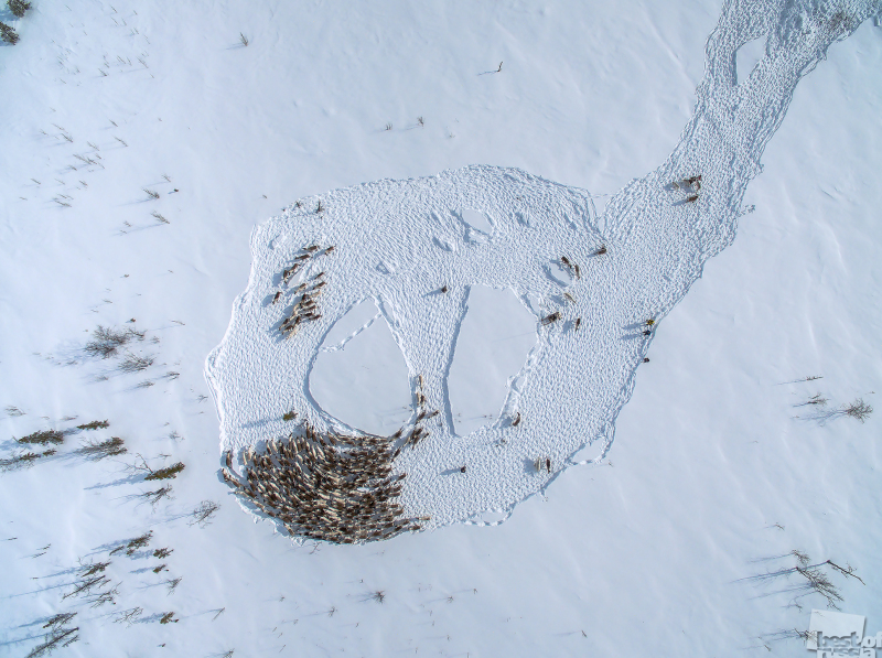 Ямал. Граффити на снегу.