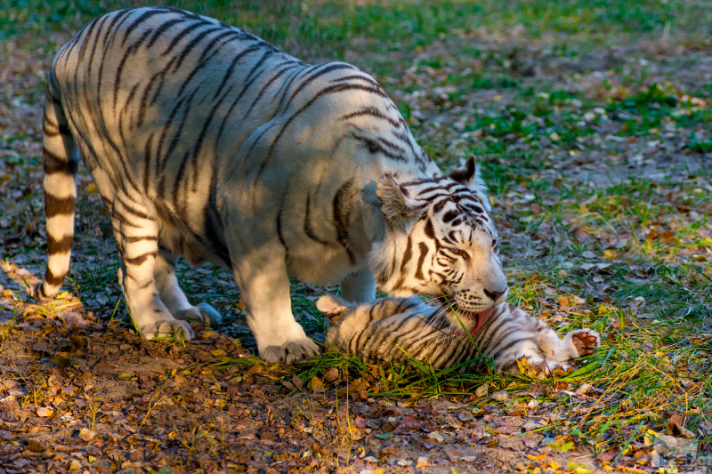 Бенгальский тигр. Тигрица убаюкивает тигренка.