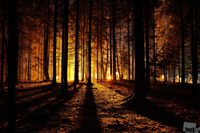 Ночная жизнь леса.