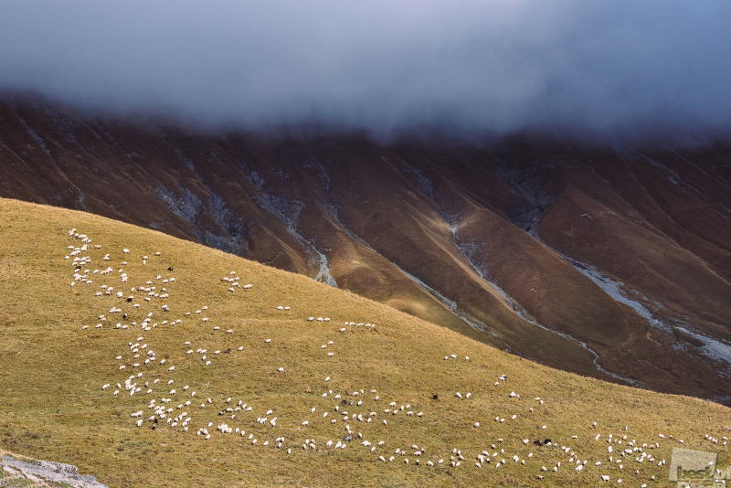 Овцы, горы и туман
