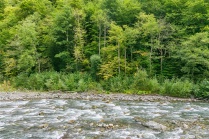 Лес и река