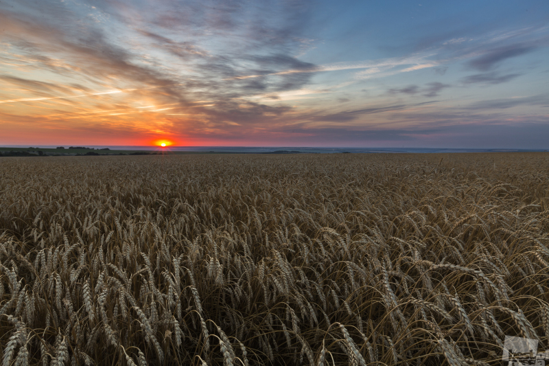 The wheat dawn