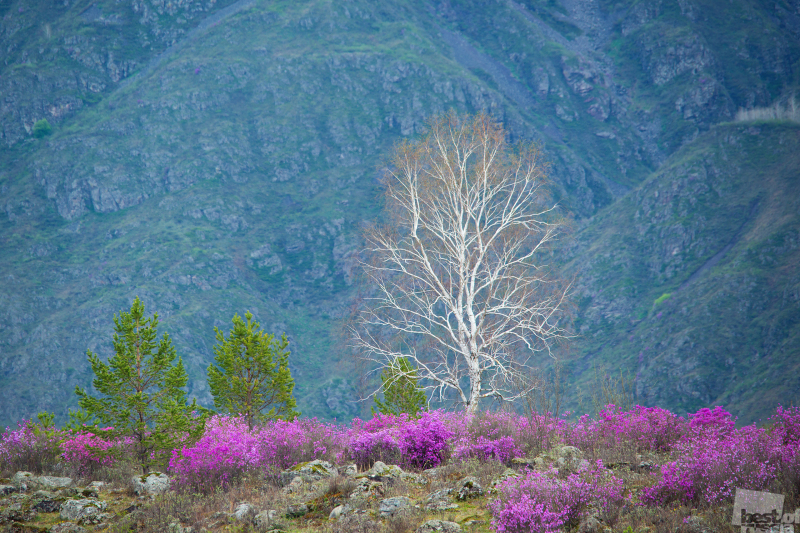 Цветение Маральника в голубых горах Алтая