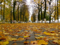 Осенний парк.