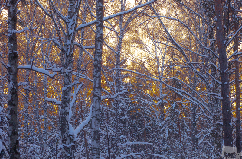 Лес на фоне желтого заката.