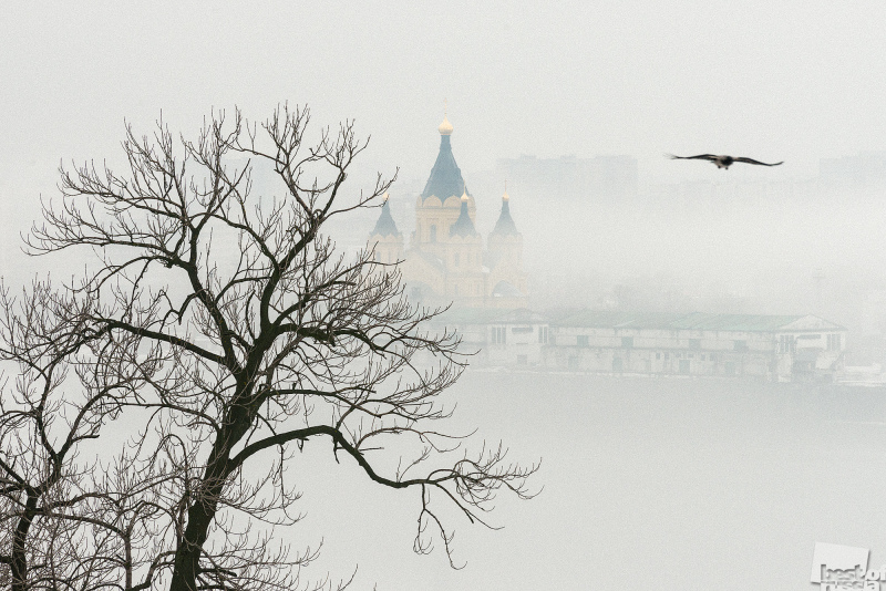 Туман и ворона