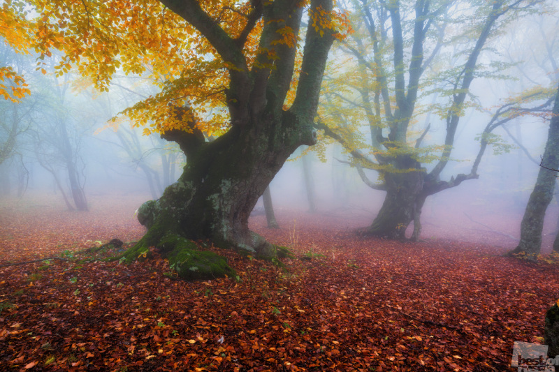В осеннем туманном лесу
