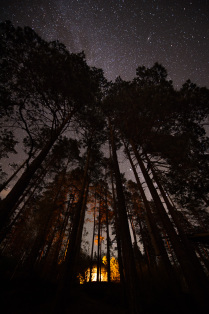 Косёр в ночном лесу