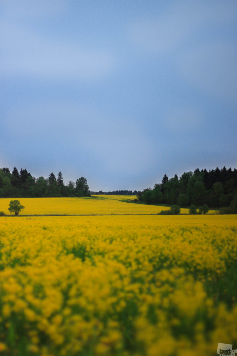 Желтое поле.