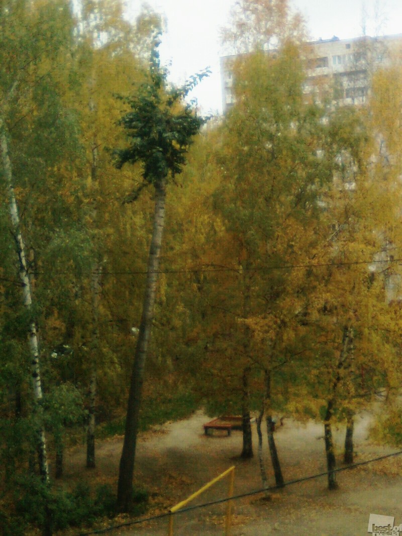 Пальмы средней полосы России.