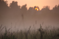 Туман над полем в последних лучах летнего солнца